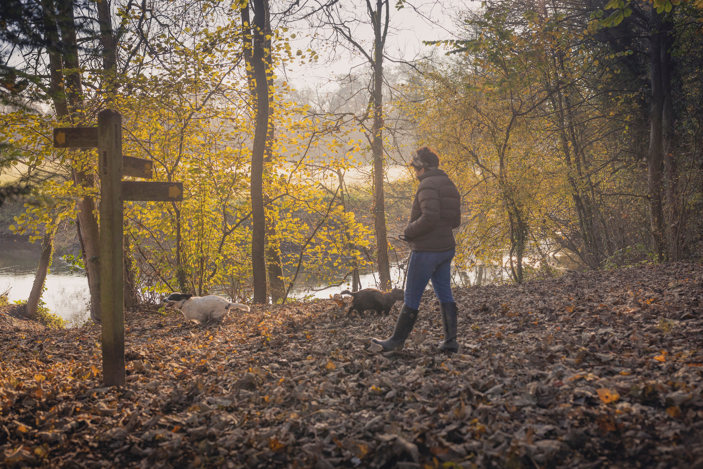 A dog walker walking her two dogs on a leaf scattered path during Autumn on the South Downs.