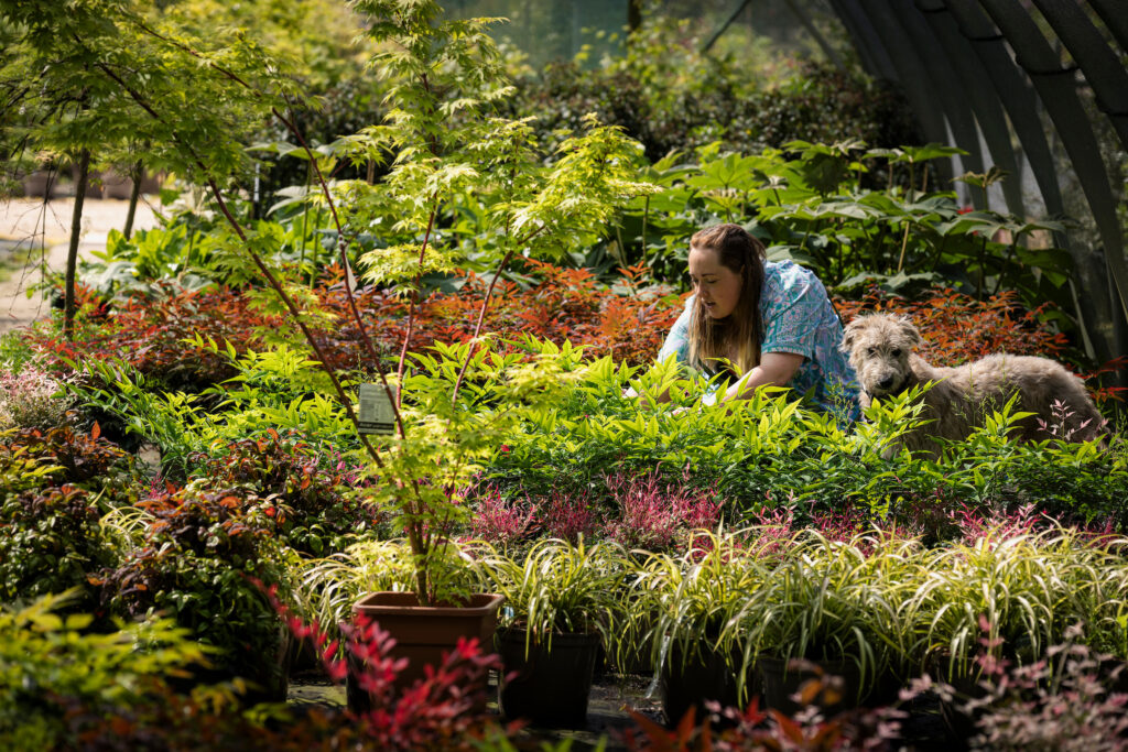 (c) Christopher Ison Photography – ISON_240515_RNGC_4818 A staff member of Rotherhill Nurseries and Garden Centre tending to a sea of plants with a scruffy dog.