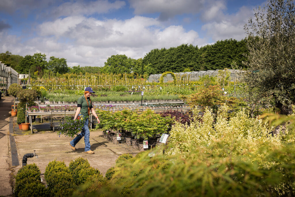 (c) Christopher Ison Photography – ISON_240515_RNGC_4910 A staff member of Rotherhill Nurseries and Garden Centre in Midhurst walking through a green plant filled area of the centre.