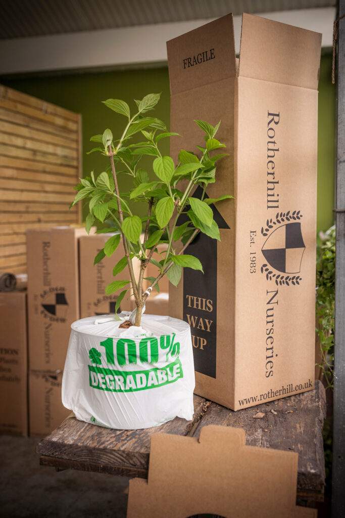 (c) Christopher Ison Photography – ISON_240515_RNGC_5046 A small plant wrapped for safe shipping next to its cardboard box from Rotherhill Nurseries and Garden Centre in Midhurst, West Sussex.