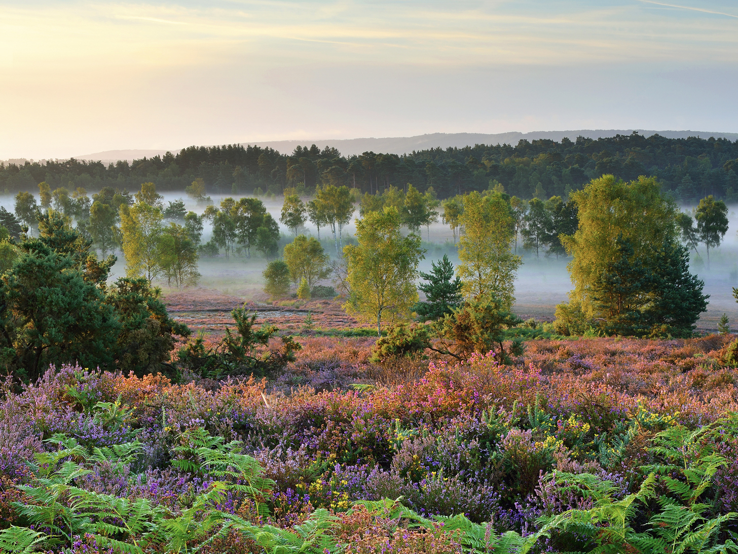 A landscape view of Iping Common showing purple heather and tall trees on a misty morning in West Sussex.